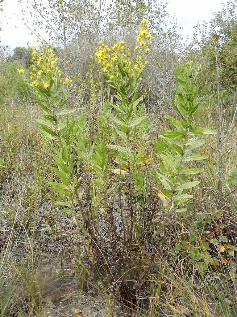 Asteraceae - Dittrichia viscosa